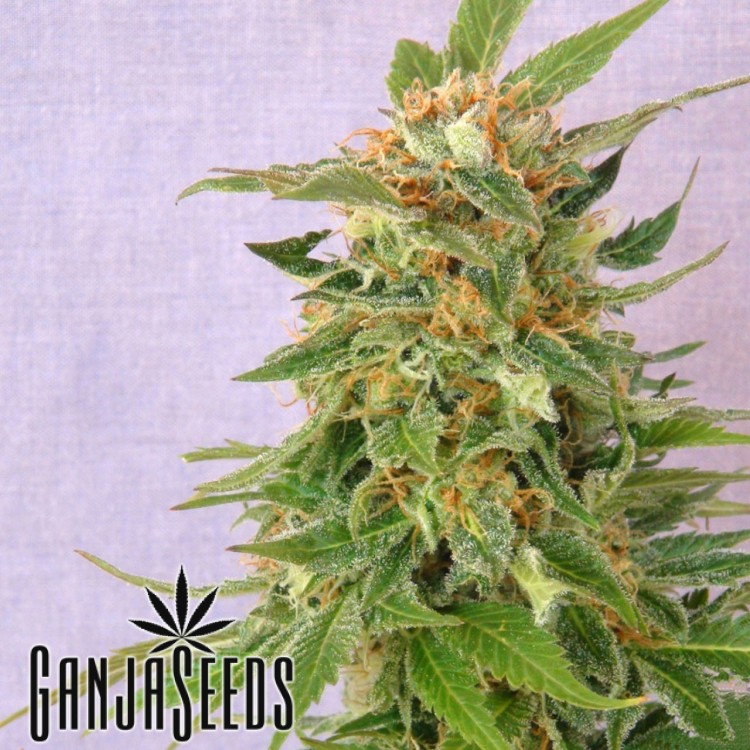 კანაფის კაკლები Auto Afghan Kush Auto Afghan Kush