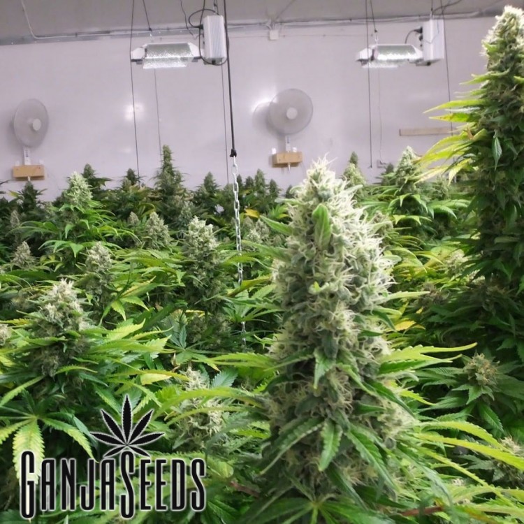 კანაფის კაკლები Auto Blue Amnesia Auto Blue Amnesia