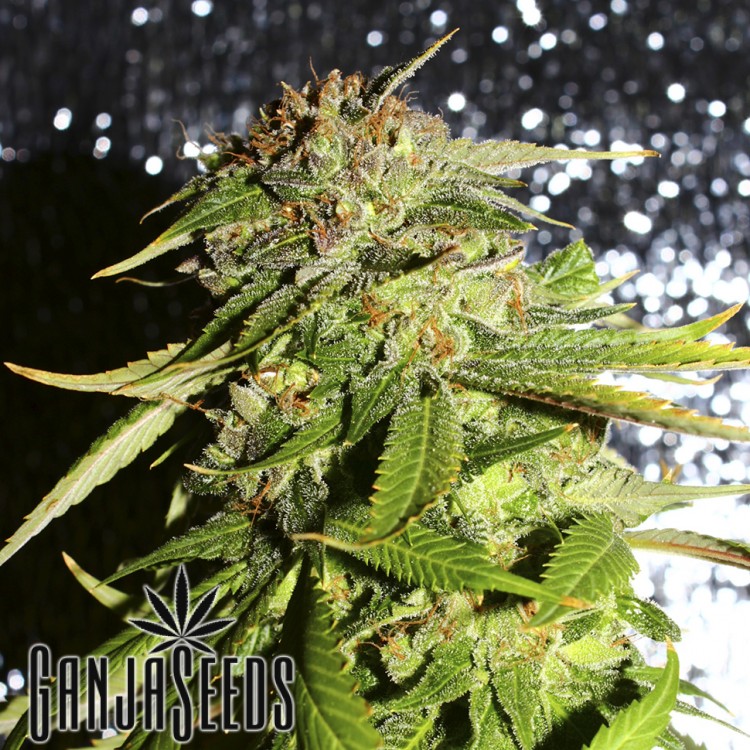 Afghani №1 Afghani №1