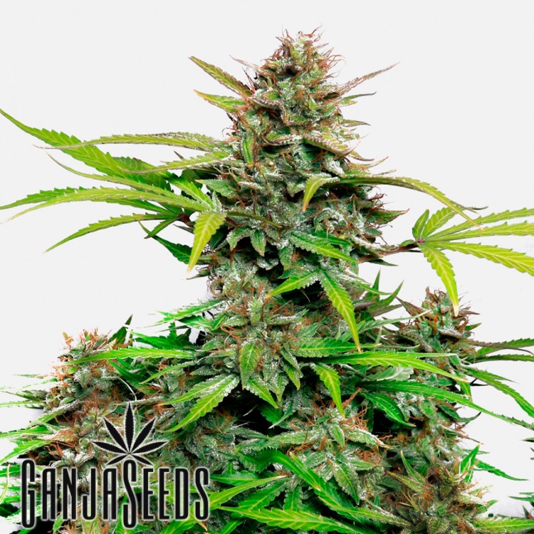 Marijuana თესლი Auto Snow Queen feminised Ganja თესლი Auto Snow Queen