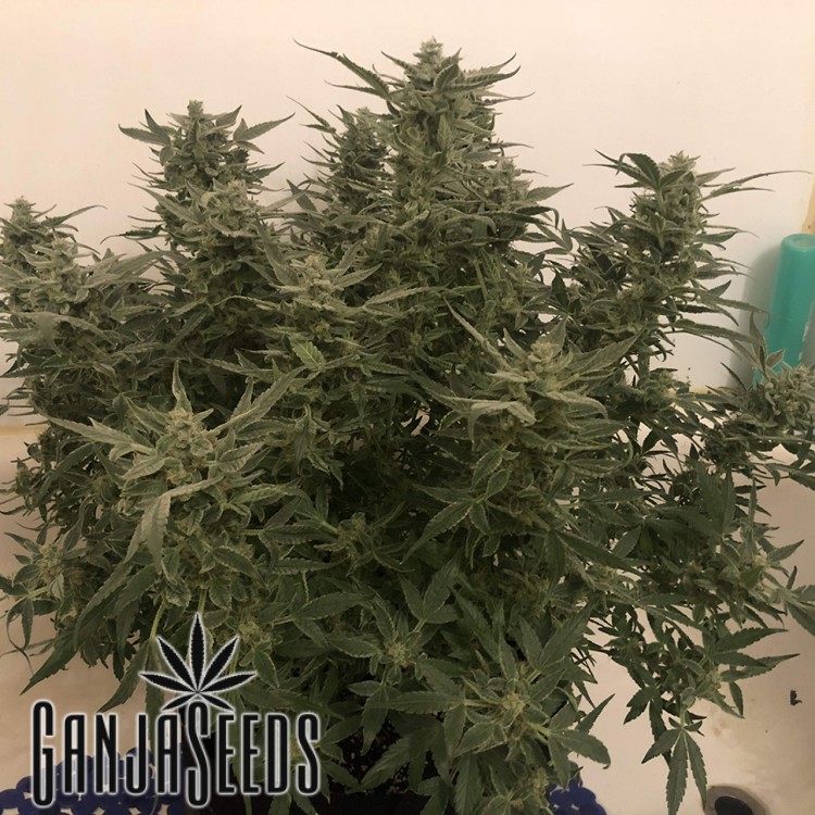 Auto Bomb კანაფის კაკლები Auto Bomb