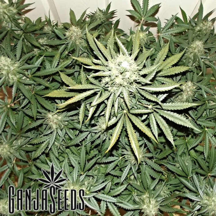 კანაფის კაკლები Auto OG Kush Auto OG Kush