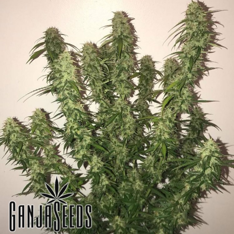 კანაფის კაკლები Auto OG Kush-ს ყიდვა Auto OG Kush