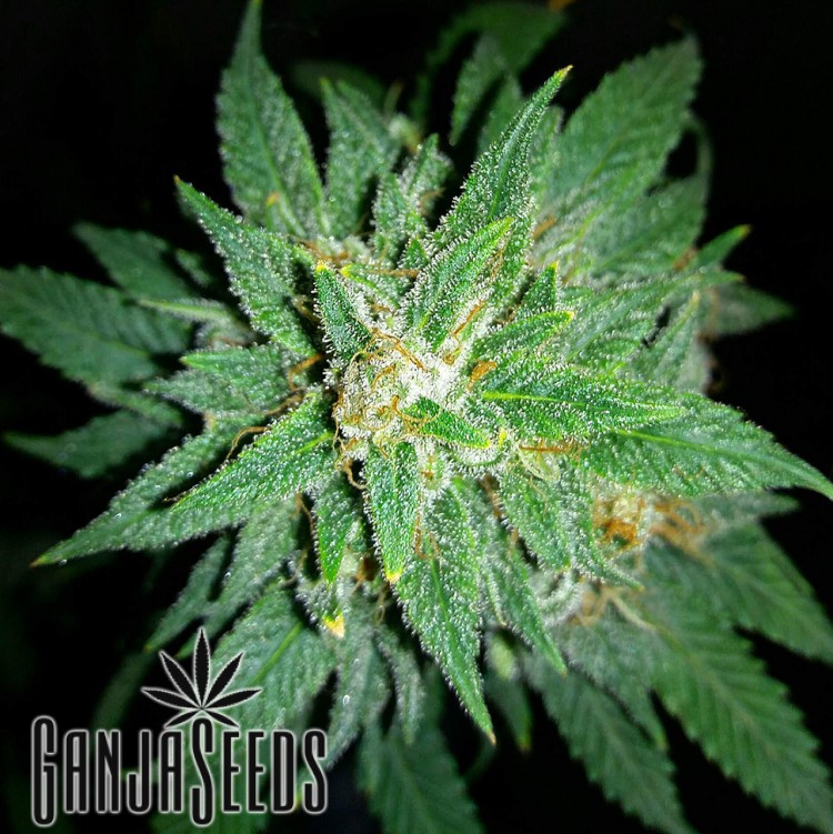 ავტომოყვავილე კანაფის კაკლები Auto Bubba Kush Auto Bubba Kush