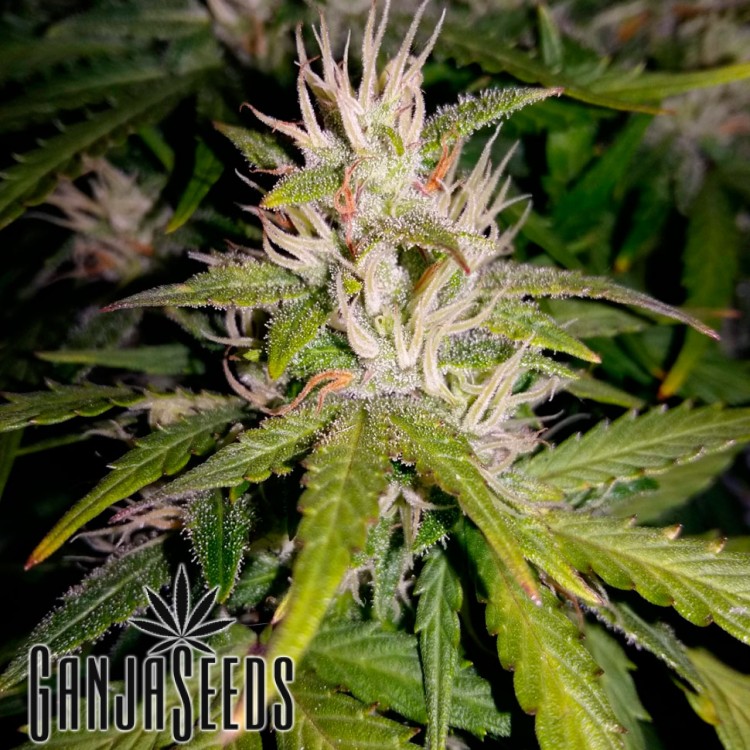 Marijuana Seeds Auto Royal AK ფემინიზირებულია Ganja Seeds Auto Royal AK