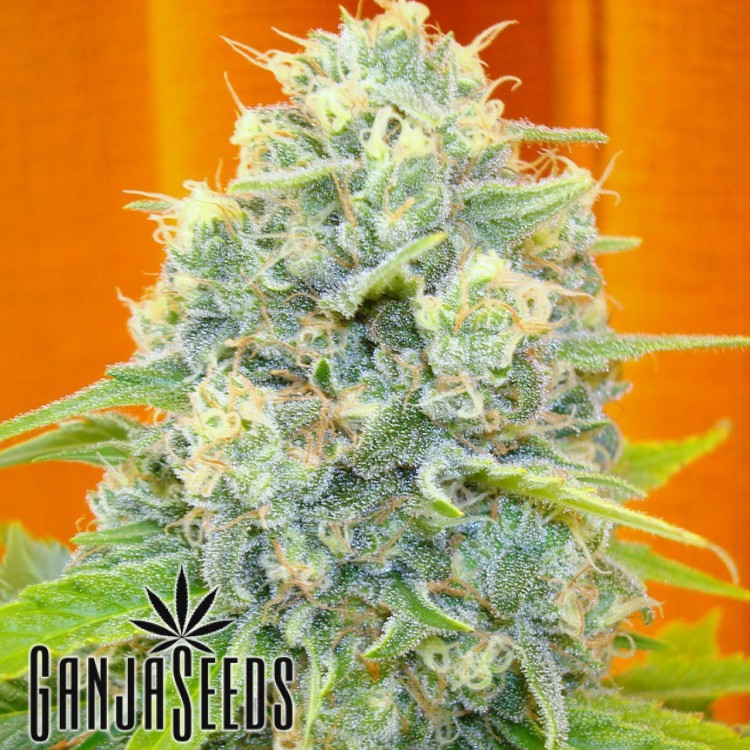 კანაფის კაკლები Auto Big Bud Auto Big Bud