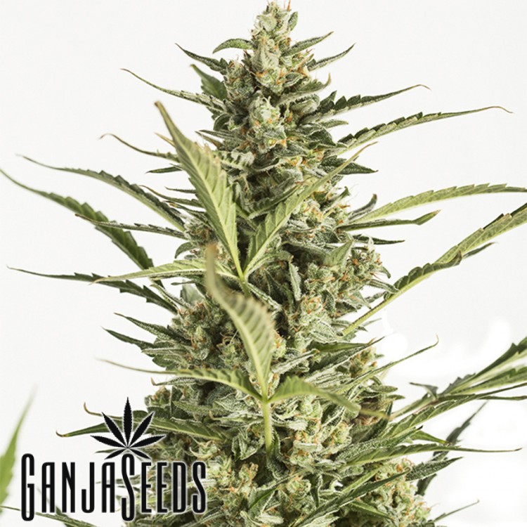 Auto Critical Jack ავტომოყვავილე კანაფის კაკლები Auto Critical Jack