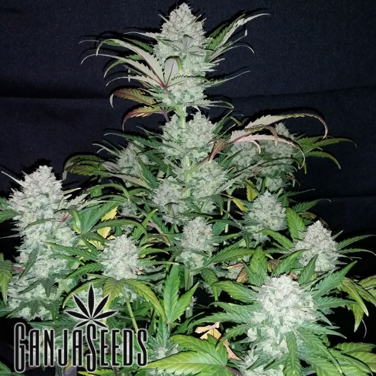 კანაფის კაკლები Auto Pinneapple Auto Pineapple Express
