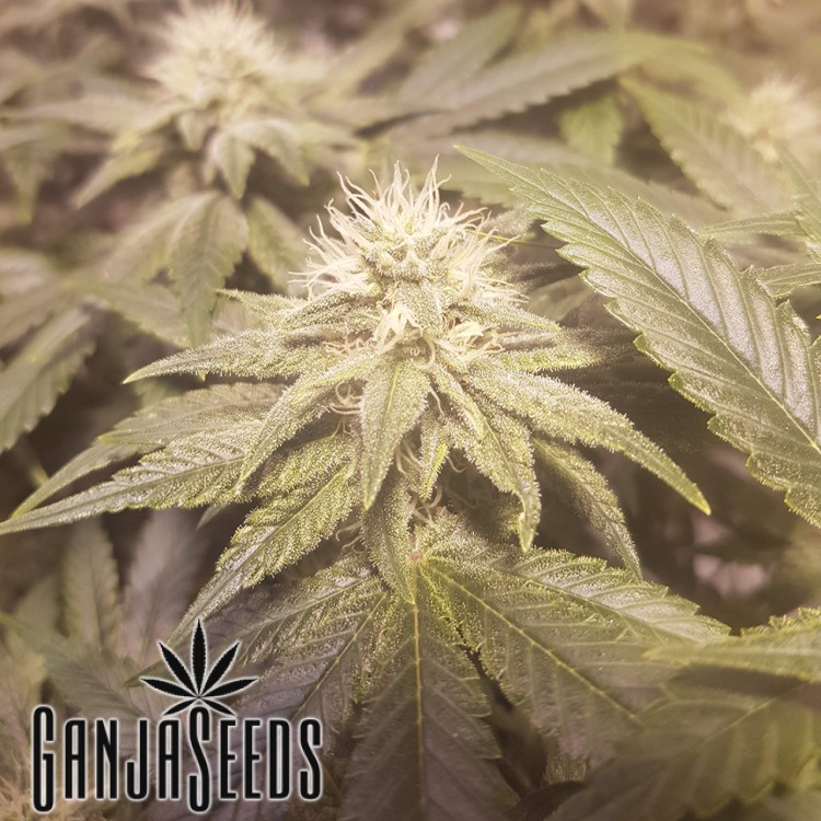 Auto Lemon ფემინიზირებული კანაფის კაკლები Auto Lemon