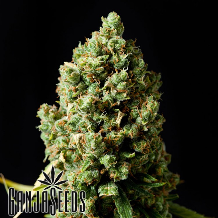 კანაფის კაკლები Annex Annex feminised GanjaVIP Seeds