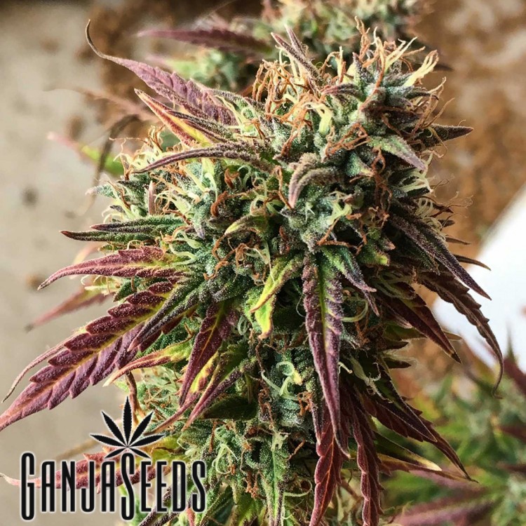 კანაფის კაკლები Auto Cookies Auto Cookies