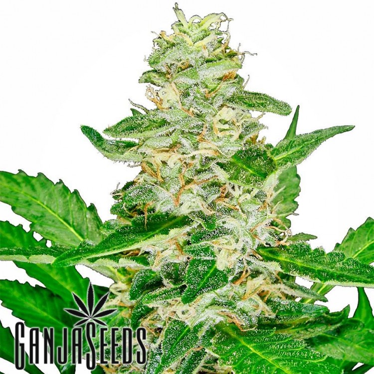 Auto Skunk ფემინიზირებული კანაფის კაკლები Auto Skunk