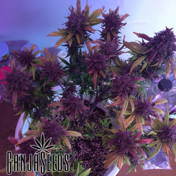 კანაფის კაკლები Auto Blackberry Kush Auto Blackberry Kush