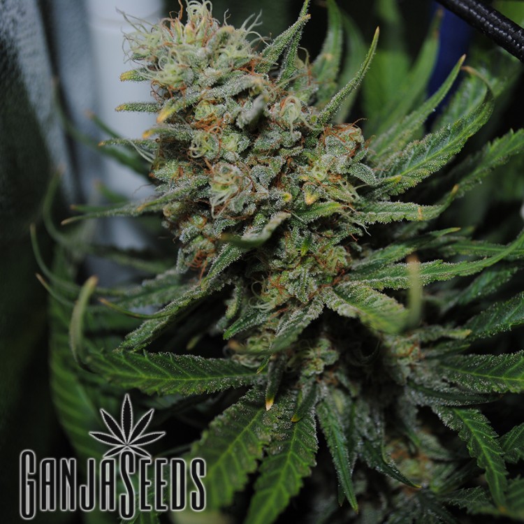 Auto Super Critical ფემინიზირებული კანაფის კაკლები Auto Super Critical