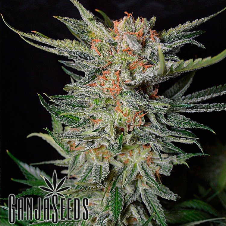 მარიხუანას კაკლები Daken - ს ონლაინ შეკვეთა Daken feminised GanjaVIP Seeds