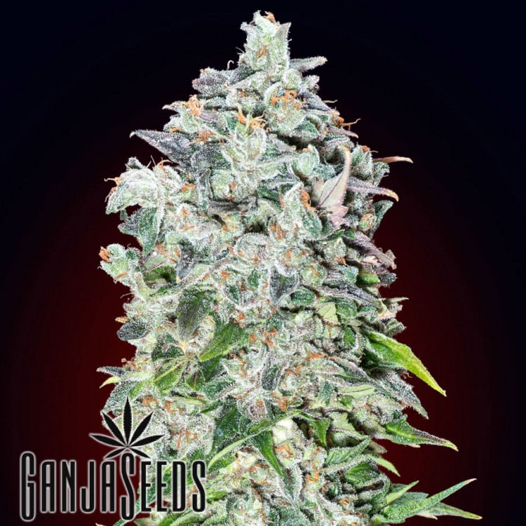მარიხუანას კაკლები Deathlok - ს ონლაინ შეკვეთა Deathlok feminised GanjaVIP Seeds