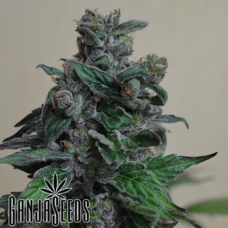 კანაფის კაკლები Auto Black Domina Auto Black Domina