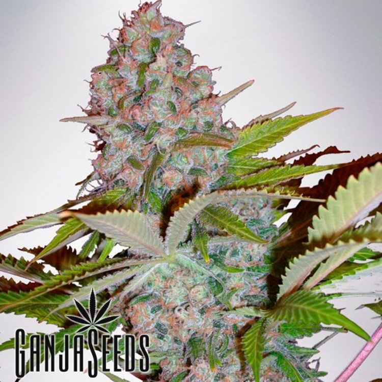 მარიხუანას კაკლები Hyperion - ს შეკვეთა Hyperion feminised GanjaVIP Seeds