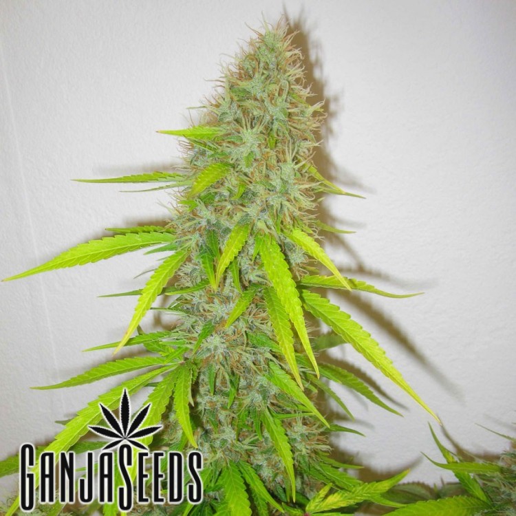 კანაფის კაკლები Auto Jack Herrer Auto Jack Herer