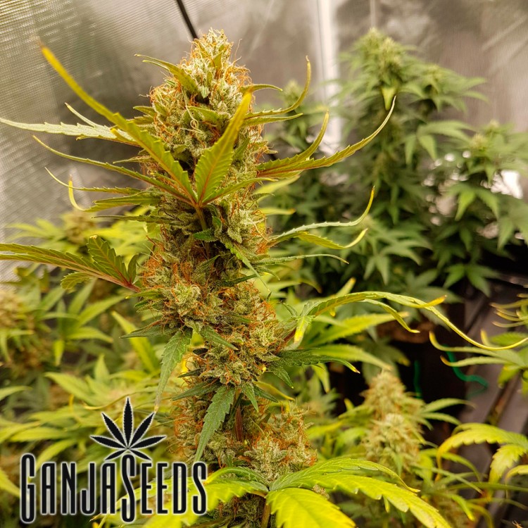 ფემინიზირებული კანაფის კაკლები Auto Critical Hog Auto Critical Hog