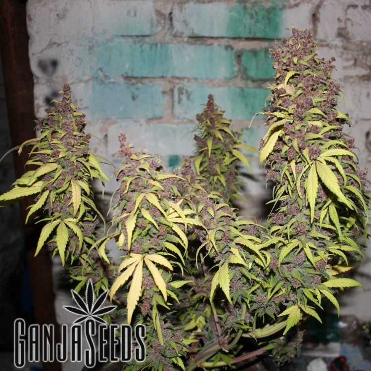 მარიხუანას კაკლები Caiera - ს ონლაინ შეკვეთა Auto Caiera feminised GanjaVIP Seeds