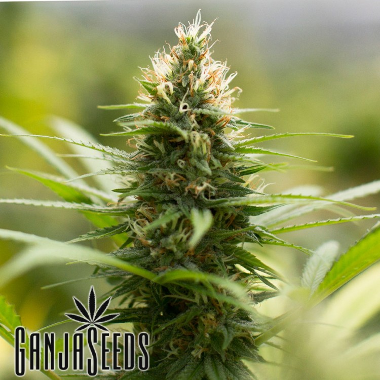 კანაფის კაკლები Kronos Auto Kronos feminised GanjaVIP Seeds
