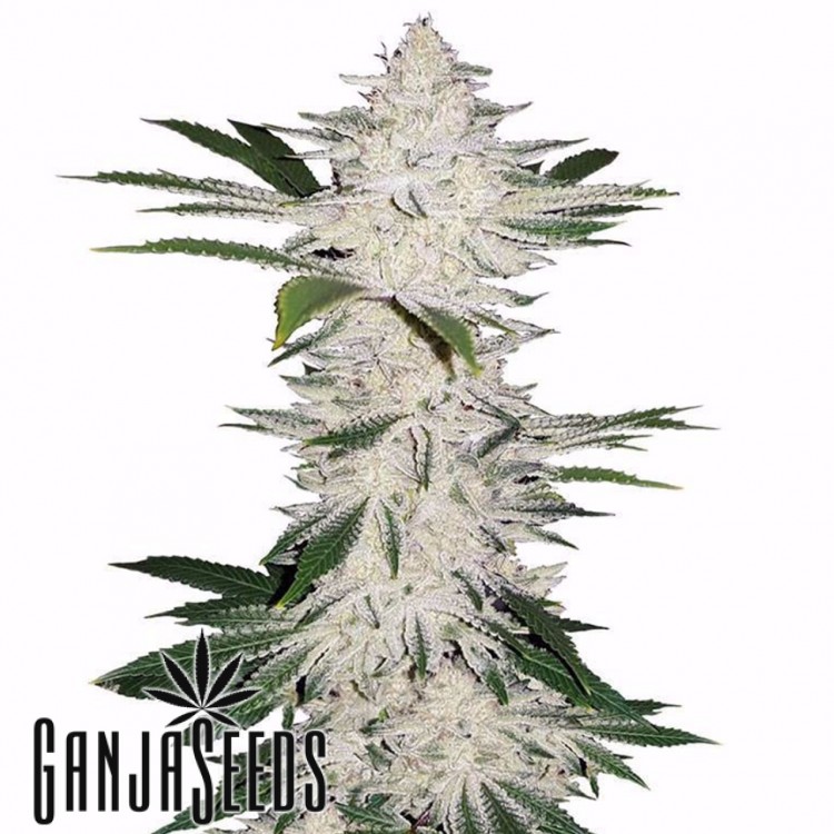 კანაფის თესლებმა Auto Chemdawg feminised Auto Chemdawg
