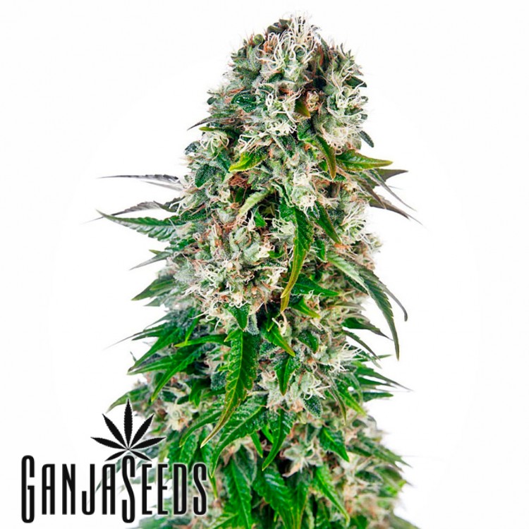 მარიხუანას კაკლები Namor - ს ონლაინ შეკვეთა Auto Namor feminised GanjaVIP Seeds