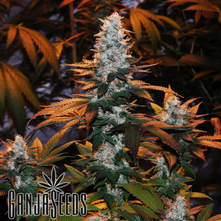 კანაფის კაკლები Auto Cream Mandarine feminised Auto Cream Mandarine