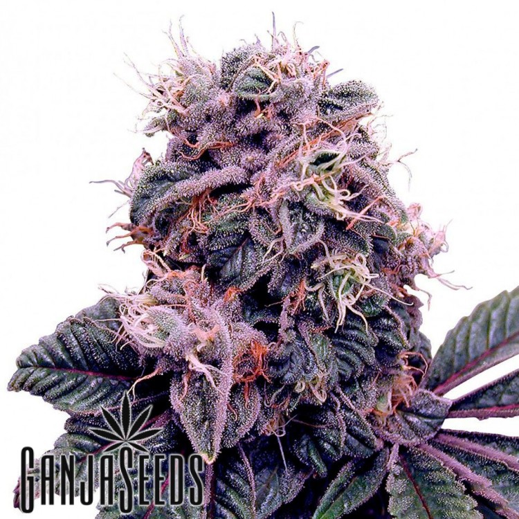 მარიხუანას კაკლები Psylocke - ს შეკვეთა Auto Psylocke feminised GanjaVIP Seeds