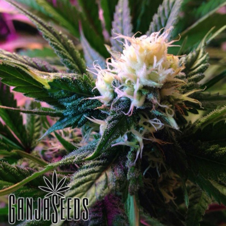 კანაფის კაკლები Auto White Widow -ს ყიდვა Auto White Widow
