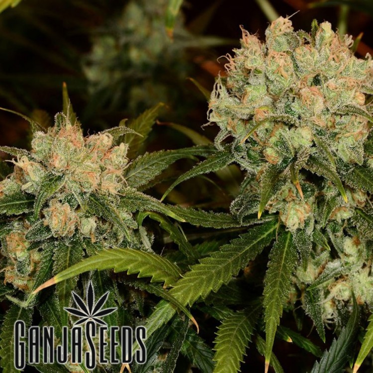 კანაფის კაკლები Auto Northern Lights Auto Northern Lights