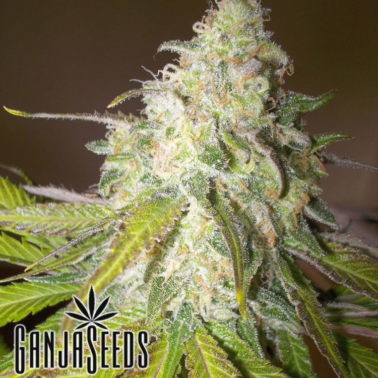 კანაფის კაკლები Auto Sour Diesel -ს ყიდვა Auto Sour Diesel
