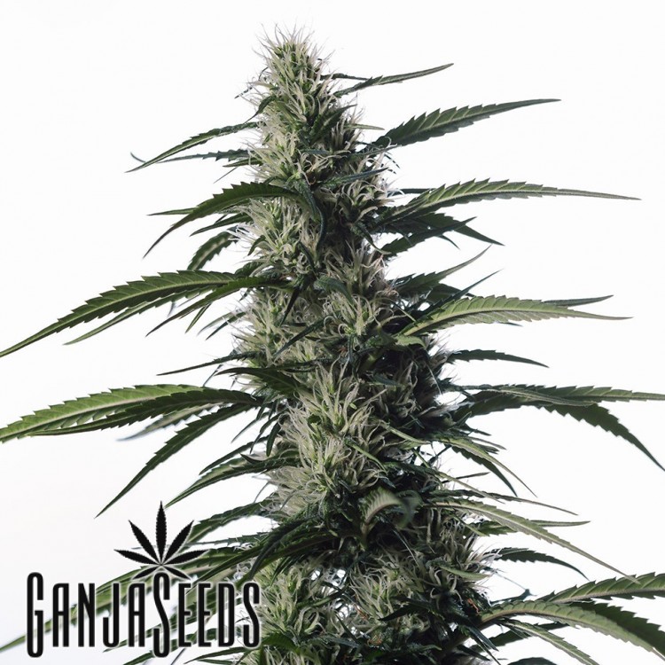 კანაფის კაკლების ყიდვა საქართველოში Auto Medical CBD