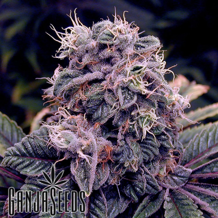 კანაფის კაკლები Auto Blueberry Auto Blueberry