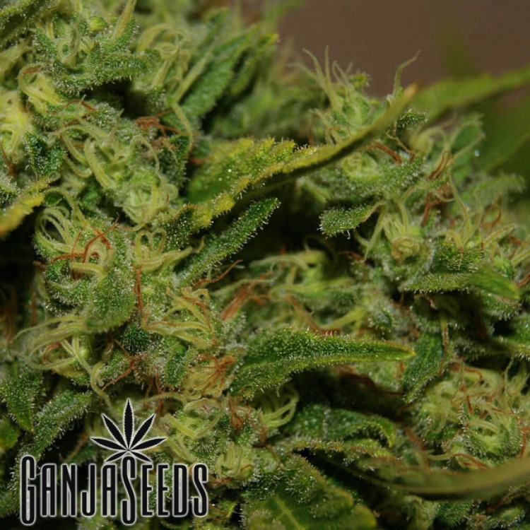 კანაფის კაკლები Auto Haze Auto Haze