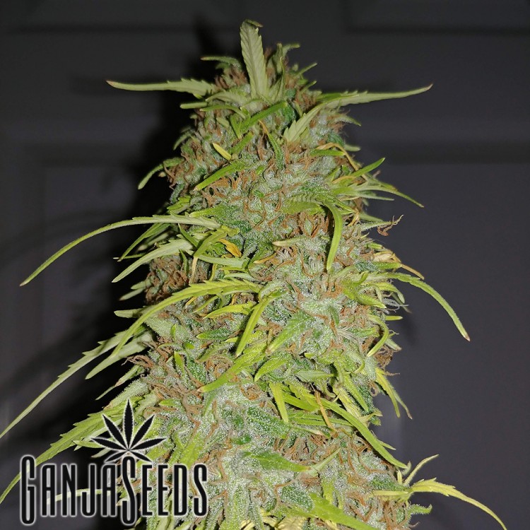კანაფის კაკლები Auto Super Bud Auto Super Bud