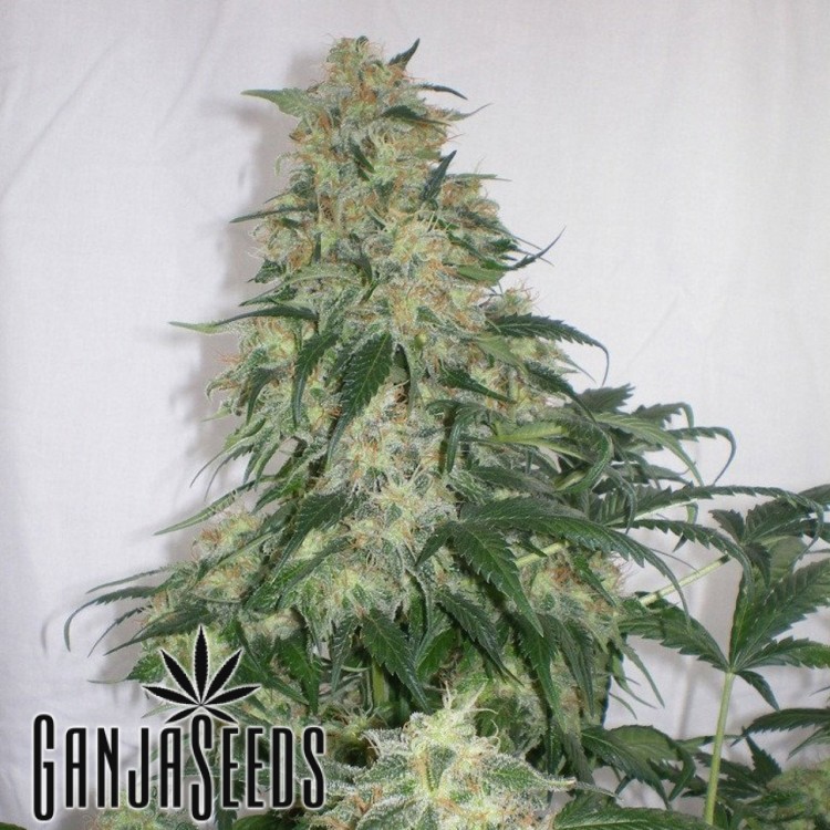 კანაფის კაკლები Auto Amnesia Haze Auto Amnesia Haze