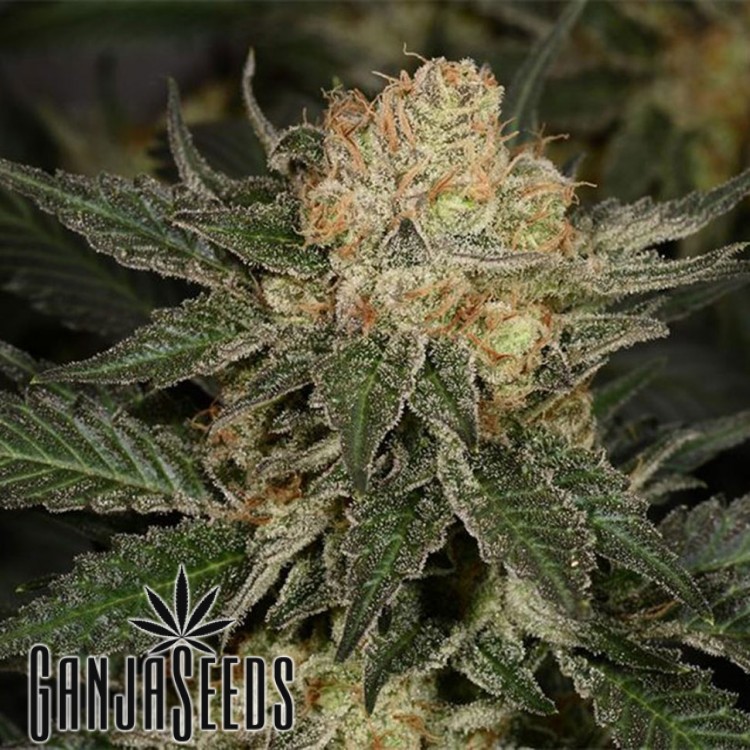 კანაფის კაკლები Auto Bubble Gum Auto Bubble Gum