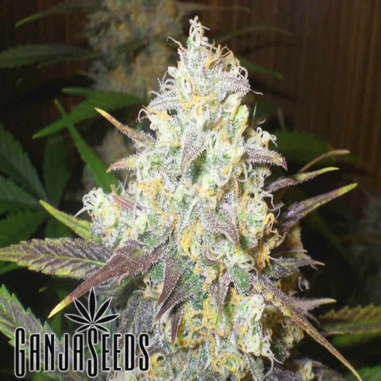 კანაფის კაკლები Auto Chocolope Auto Chocolope