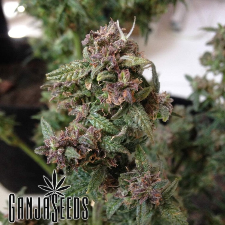 ფემინიზირებული კანაფის კაკლები Auto White Widow CBD Auto White Widow CBD