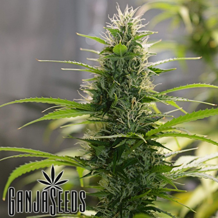 ფემინიზირებული კანაფის კაკლების შეკვეთა Auto White Widow CBD Auto White Widow CBD