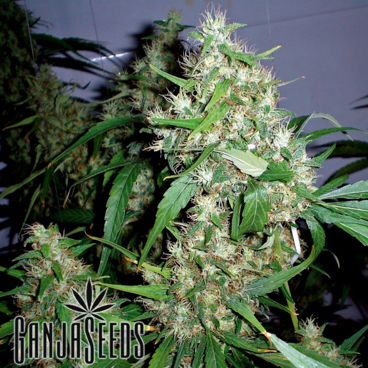 კანაფის კაკლები Auto Chronic Ryder Auto Chronic Ryder