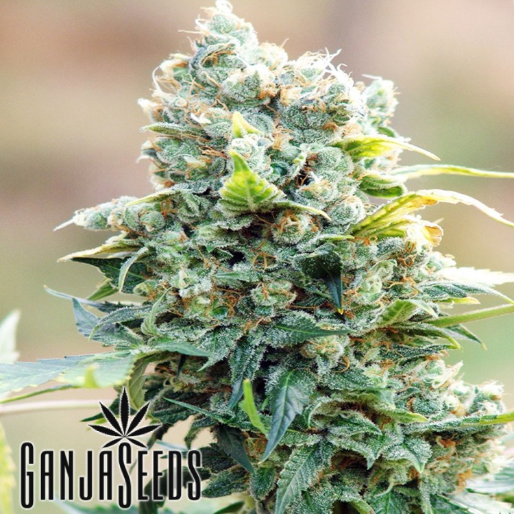 კანაფის კაკლები Auto Hindu Kush Auto Hindu Kush