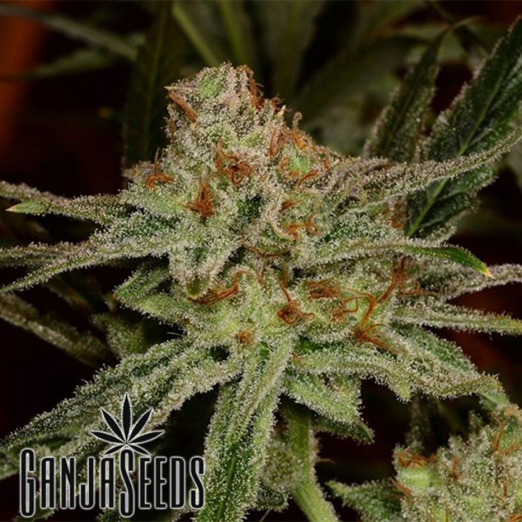 კანაფის კაკლები Auto Lemon Skunk Auto Lemon Skunk