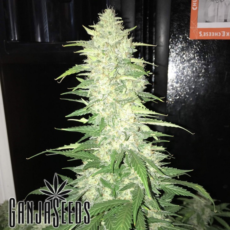 კანაფის კაკლები Auto Northern Blue Auto Northern Blue