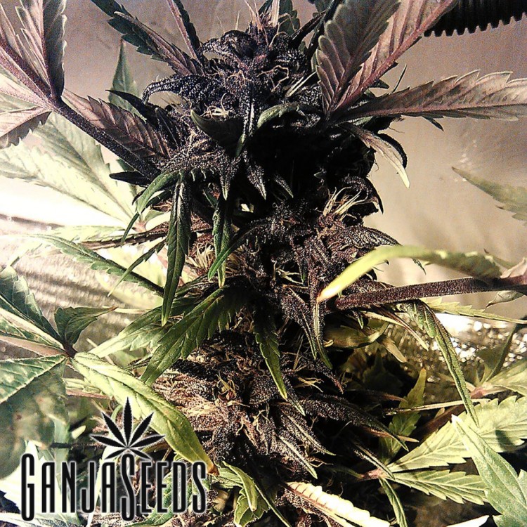 კანაფის კაკლები Auto Purple Auto Purple