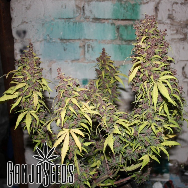 კანაფის კაკლების შეკვეთა საქართველოში Auto Super Skunk
