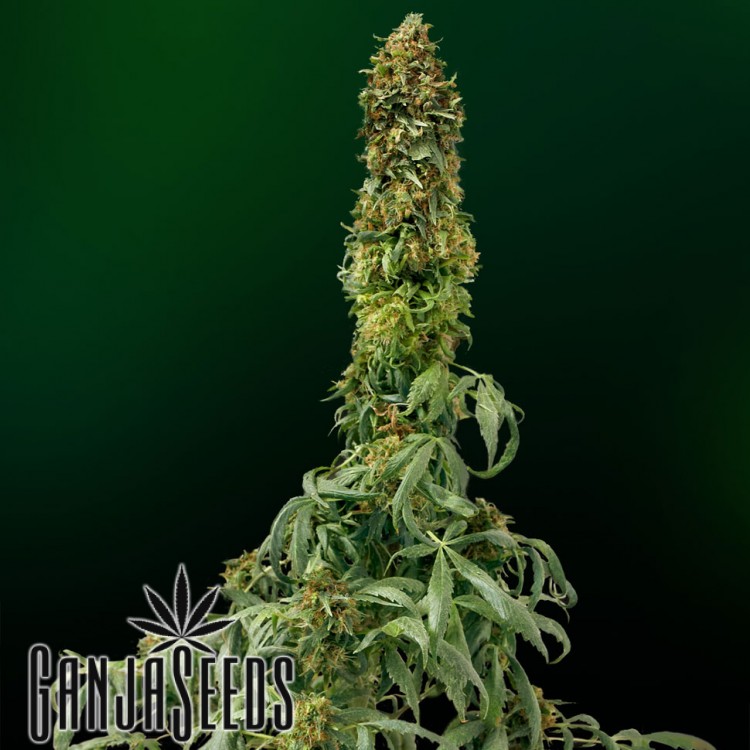 კანაფის კაკლები Auto Sweet Tooth Auto Sweet Tooth