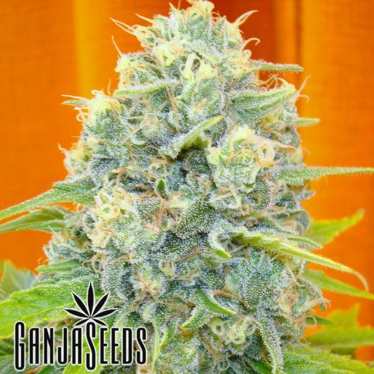 კანაფის კაკლები Big Bud -ს ყიდვა Big Bud